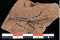 Foto (Detailansicht) von Glyptostrobus europaeus Brongniart (NHMW-GEO-2024-0188-0177)